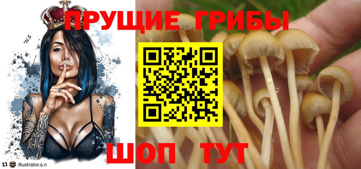 Балахна  где можно купить наркотик  Вход с VPN  Псилоцибиновые грибы MAGIC MUSHROOMS 